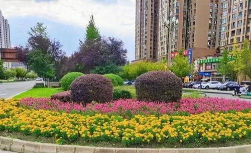 大丰园林绿化综合治理 城市颜值与品质双提升
