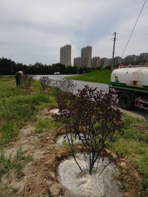 河津市城市园林绿化处7.2工作动态